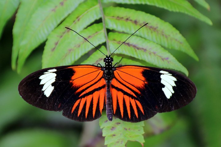 passionflower butterfly    250A9821.jpg - Passionflower Butterfly (Heliconius melpomene intergrades )