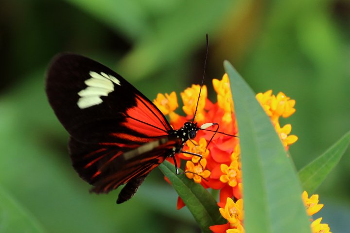 passionflower butterfly    250A9855.jpg - Passionflower Butterfly (Heliconius melpomene intergrades )