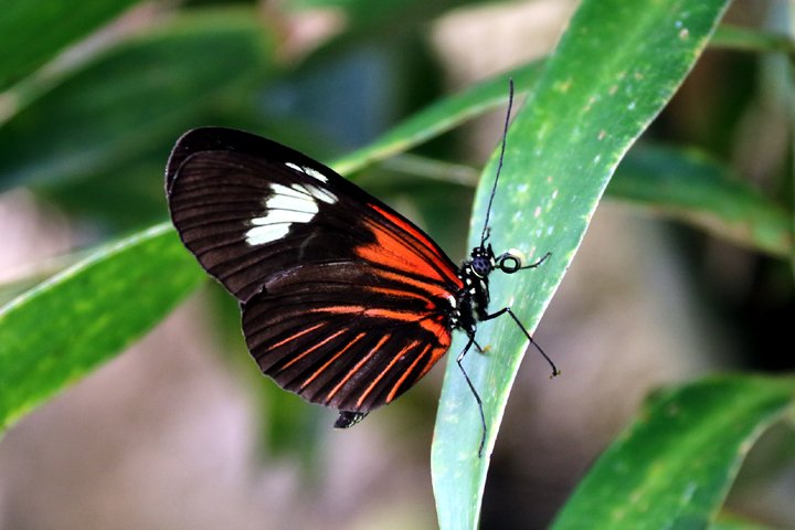 passionflower butterfly 250A9797.jpg - Passionflower Butterfly (Heliconius melpomene intergrades )