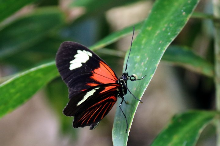 passionflower butterfly 250A9799.jpg - Passionflower Butterfly (Heliconius melpomene intergrades )