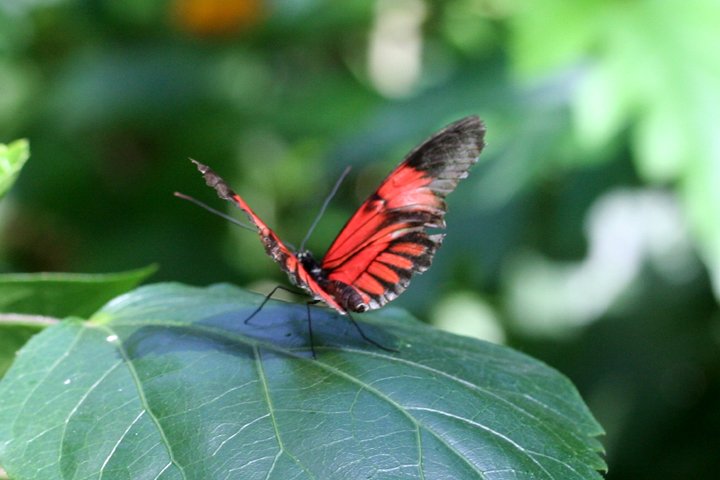 postbudsommerfugl IMG_0106.jpg - Postbud sommerfugl (Heliconius melpomene)