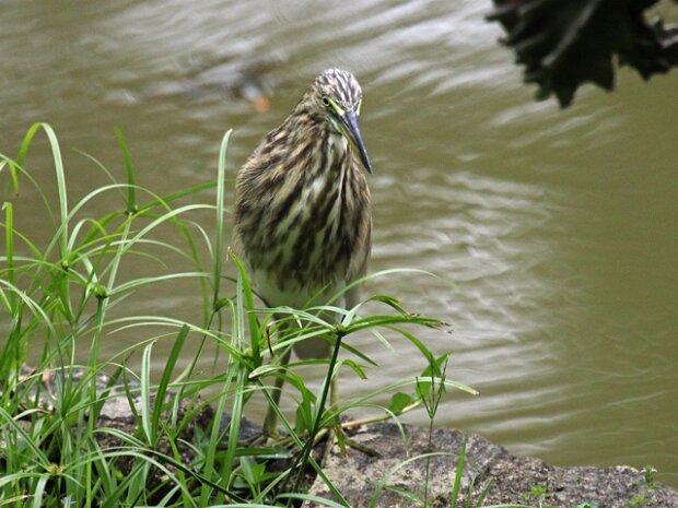 Rishejre (Ardeola grayii) Indian pond heron