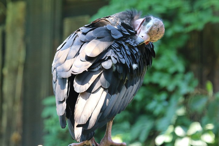 grib (Sarcogyps Red-headed Vulture/roedhovedet grib