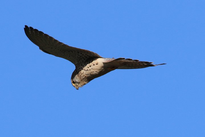 taarnfalk 250A1256.jpg - Tårnfalk (Falco tinnunculus)