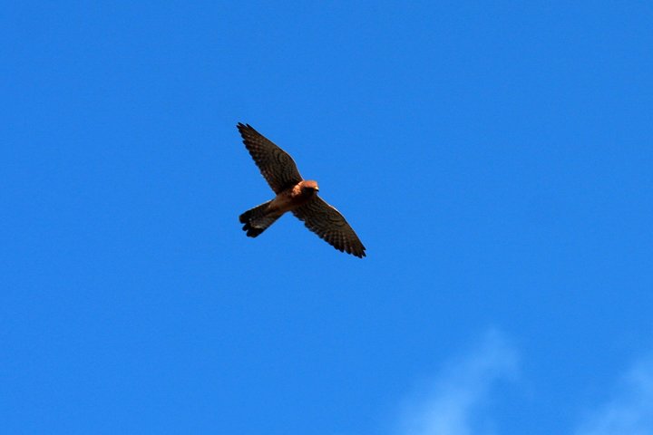 taarnfalk IMG_1104.jpg - Tårnfalk (Falco tinnunculus)